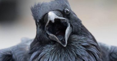 feature-a-raven